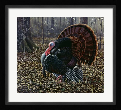 Framed King Of Spring - Wild Turkey Print