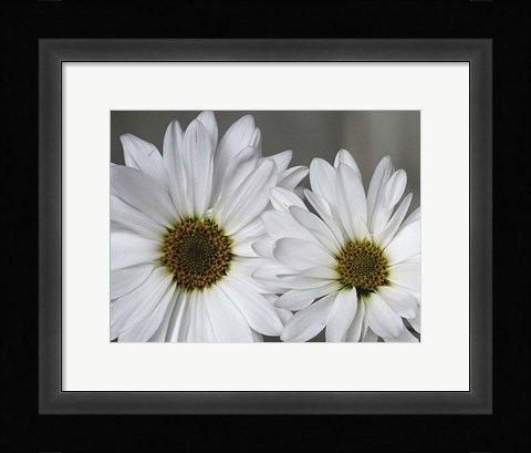 Framed Don't Eat Daisies I Print