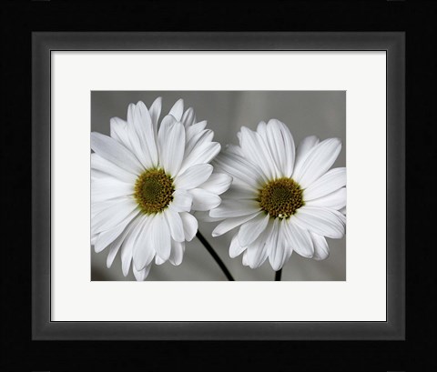 Framed Don't Eat Daisies II Print