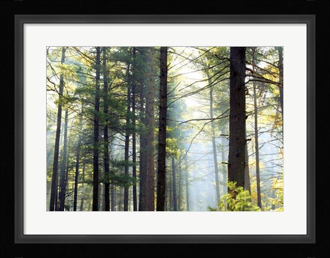 Framed Shrouded Forest II Print