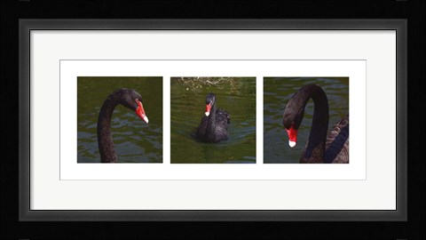 Framed Black Swan Trio Print