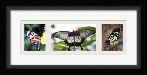 Framed Butterfly Trio Print