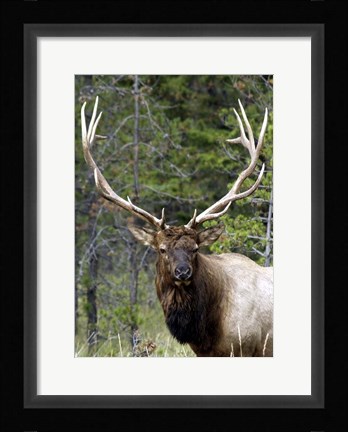 Framed Large Elk Print