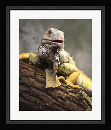 Framed Iggy III Print