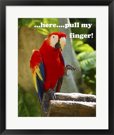 Framed Parrot II with Words Print