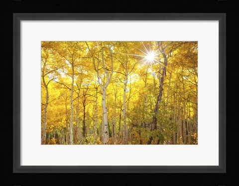 Framed Aspen Morning Print