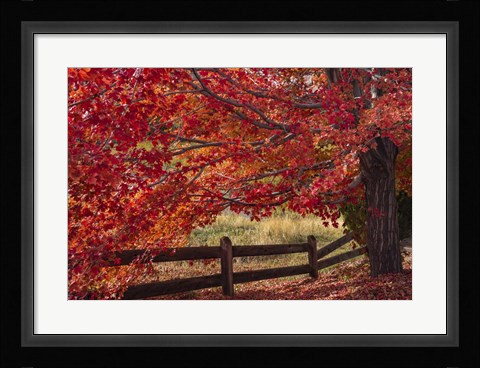 Framed Flames on the Fence Master Print