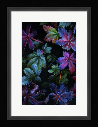 Framed Frosty Fall Print