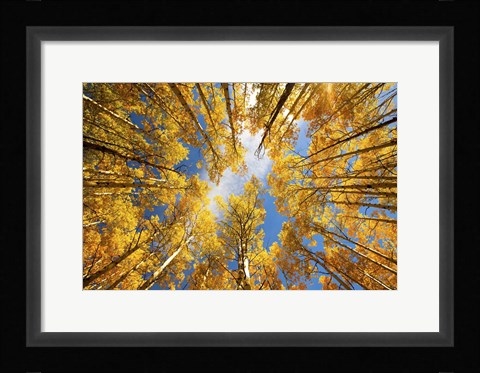 Framed Towering Aspens Print