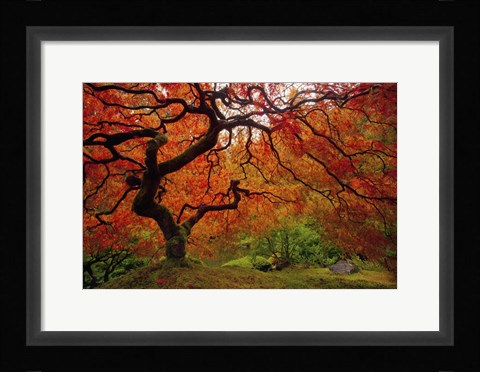 Framed Tree Fire Print
