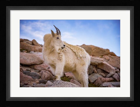Framed Billy Goat Scruff Print