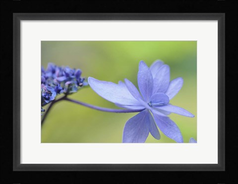 Framed Blue Hydrangea Print