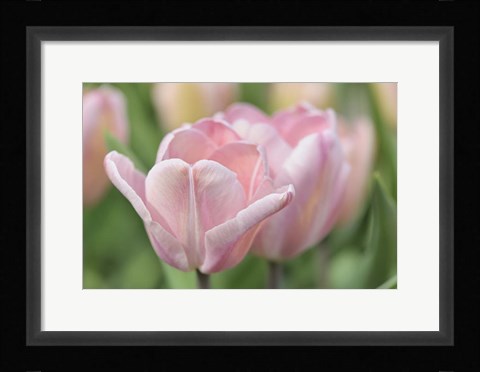 Framed Pink Tulip Baronesse Print