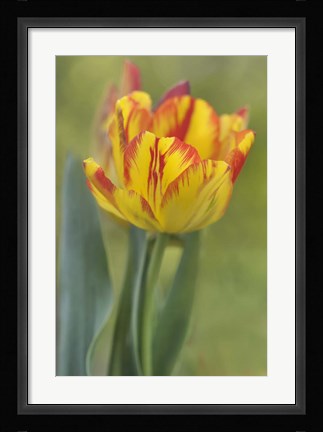 Framed Rembrandt Tulip Print