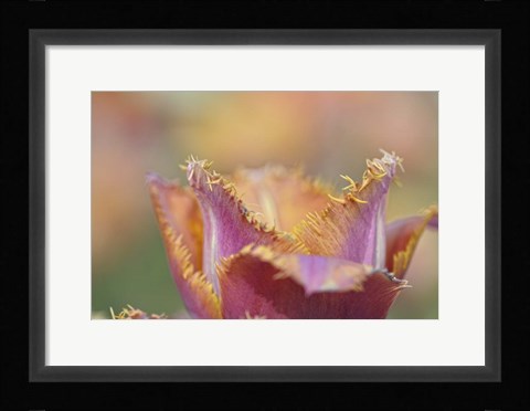 Framed Tulip Crispa Print