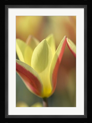 Framed Tulip Tinka Print