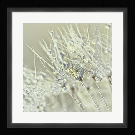 Framed Dandelion Dew III Print
