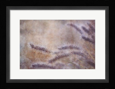 Framed Dew Fox Tail Grass Print