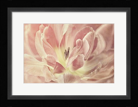 Framed Vintage Tulip Print