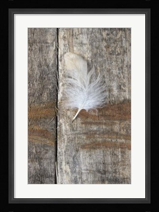 Framed Feather on Wood I Print
