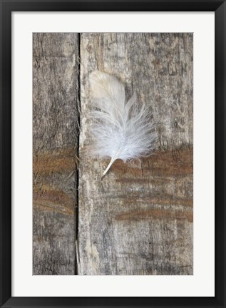 Framed Feather on Wood I Print