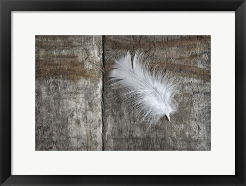 Framed Feather on Wood II Print