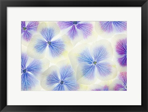 Framed Blue and White Hydrangea Flowers Print