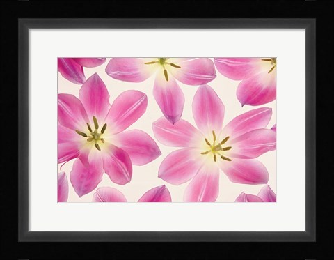 Framed Cerise Pink Tulips Print