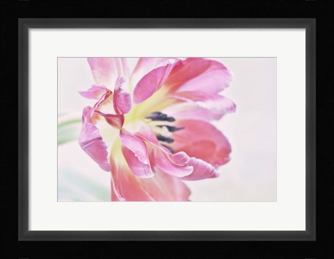 Framed Cerise Tulip Print