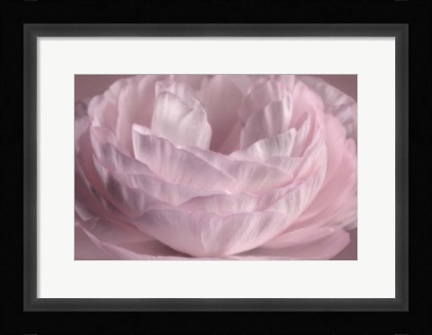 Framed Persian Pink Petals Print