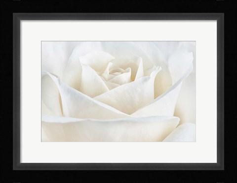 Framed Pure White Rose Print