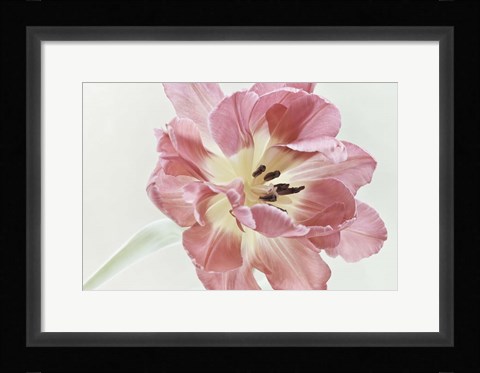 Framed Red Tulip Print