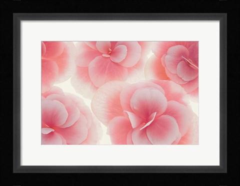 Framed Rose Begonia Flowers Print