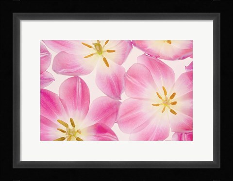 Framed Three Cerise Pink Tulips Print