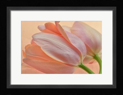 Framed Two Orange Tulips Print