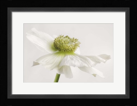 Framed White Anemone Flower Print