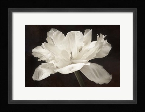 Framed White Tulip I Print