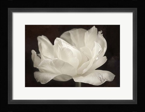 Framed White Tulip III Print