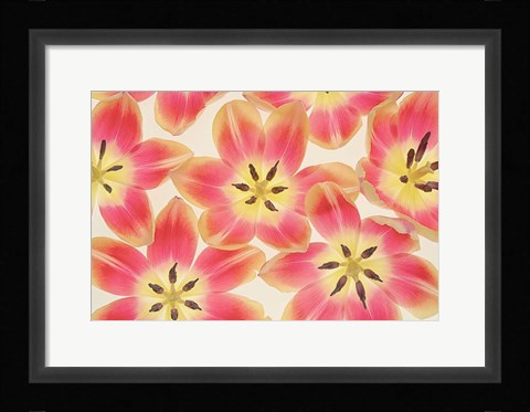 Framed Yellow and Coral Red Tulips Print