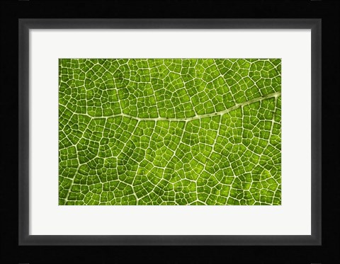 Framed Green Leaf Texture Print