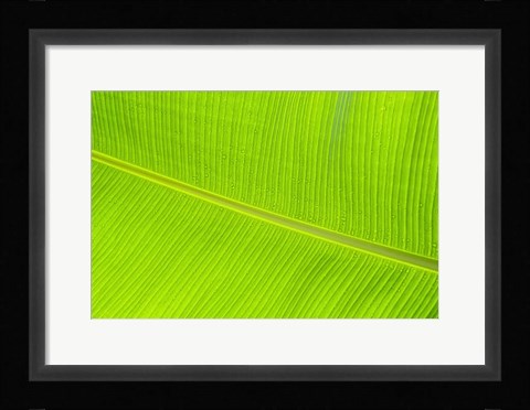 Framed Leaf Texture II Print