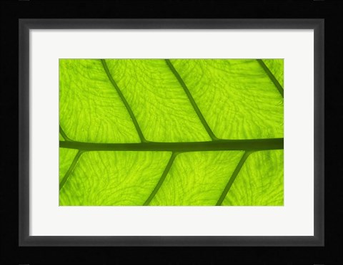 Framed Leaf Texture III Print