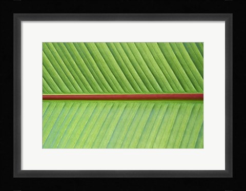 Framed Leaf Texture V Print