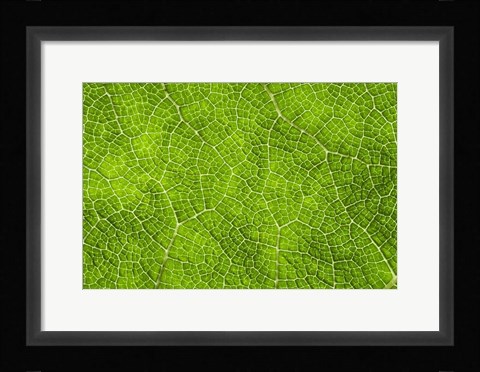 Framed Leaf Texture VII Print