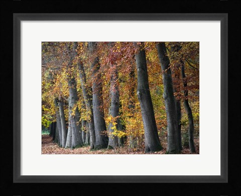 Framed Autumn Beeches I Print