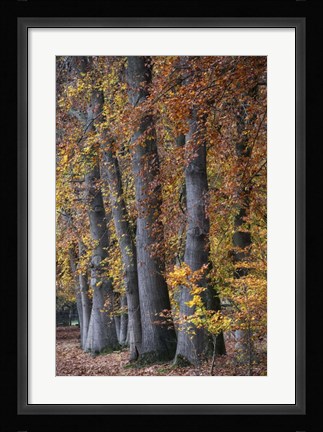 Framed Autumn Beeches II Print
