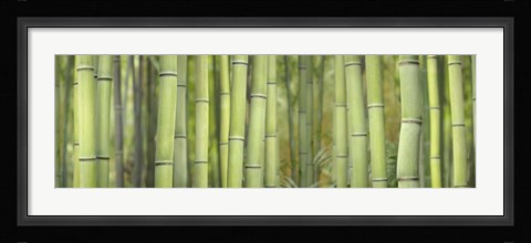 Framed Bamboo Scape Print