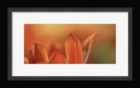Framed Duc van Tol Orange Tulip Print