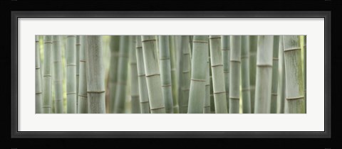 Framed Grey Bamboo Scape Print
