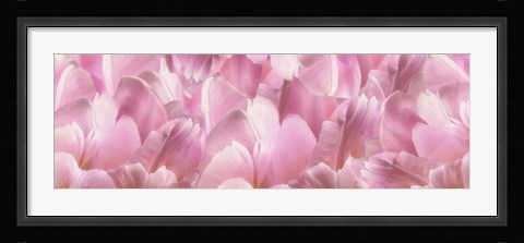 Framed Pink Tulip Scape Print